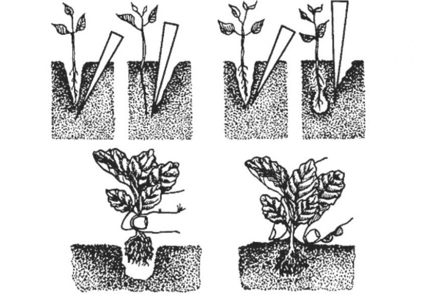 Схема пікіровки білокачанної капусти