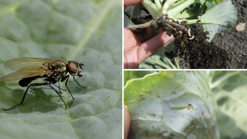 Капустяна муха і її личинки